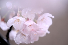 雨降りの雫狙いサクラ撮影＃５