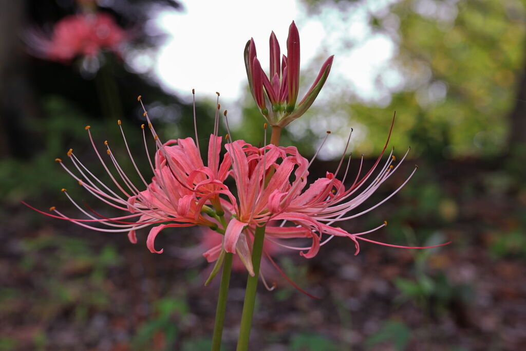 五分咲きを迎えたリコリスの花＃２