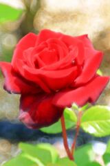 ミササガパークは薔薇が見頃#9