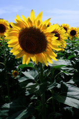 早咲きの向日葵が満開#7