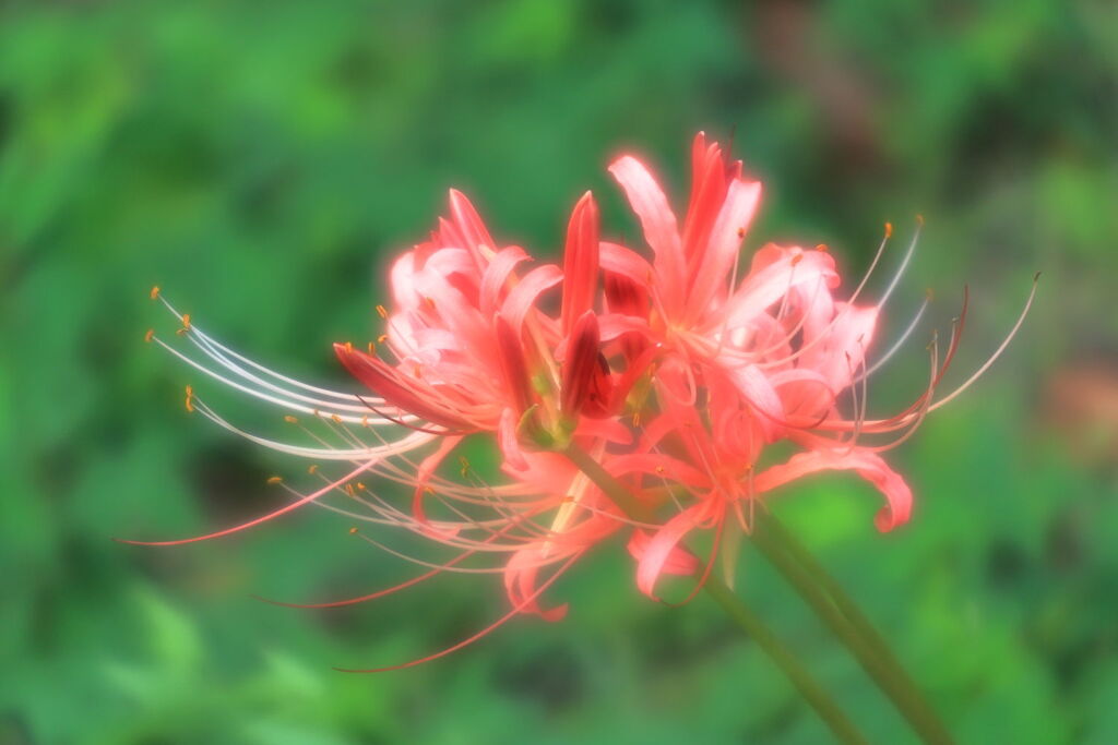 五分咲きを迎えたリコリスの花＃５