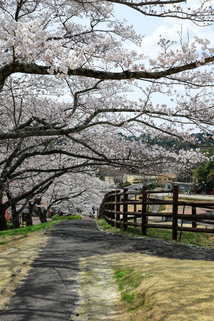 春爛漫の鞍ヶ池公園＃４