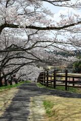 春爛漫の鞍ヶ池公園#4