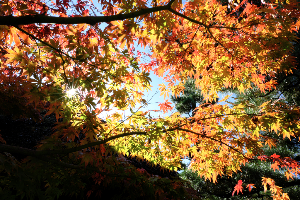 近所のお寺の紅葉ロケハン＃１０