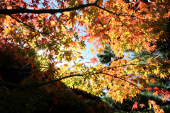 近所のお寺の紅葉ロケハン#10