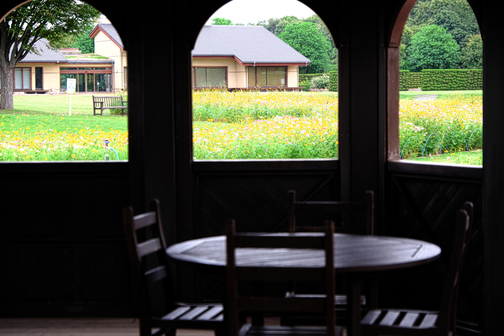 秋景色JERAパークの花たち＃７