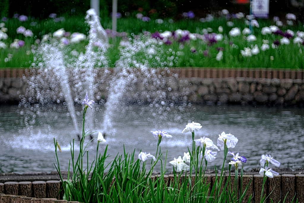 雨が似合う花菖蒲＃８