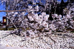 専修坊の枝垂れサクラ満開＃４