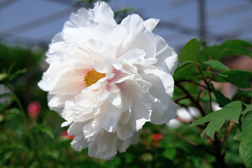 見頃を迎えた牡丹の花＃１