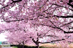 「ふれあいの道」河津桜が満開＃６