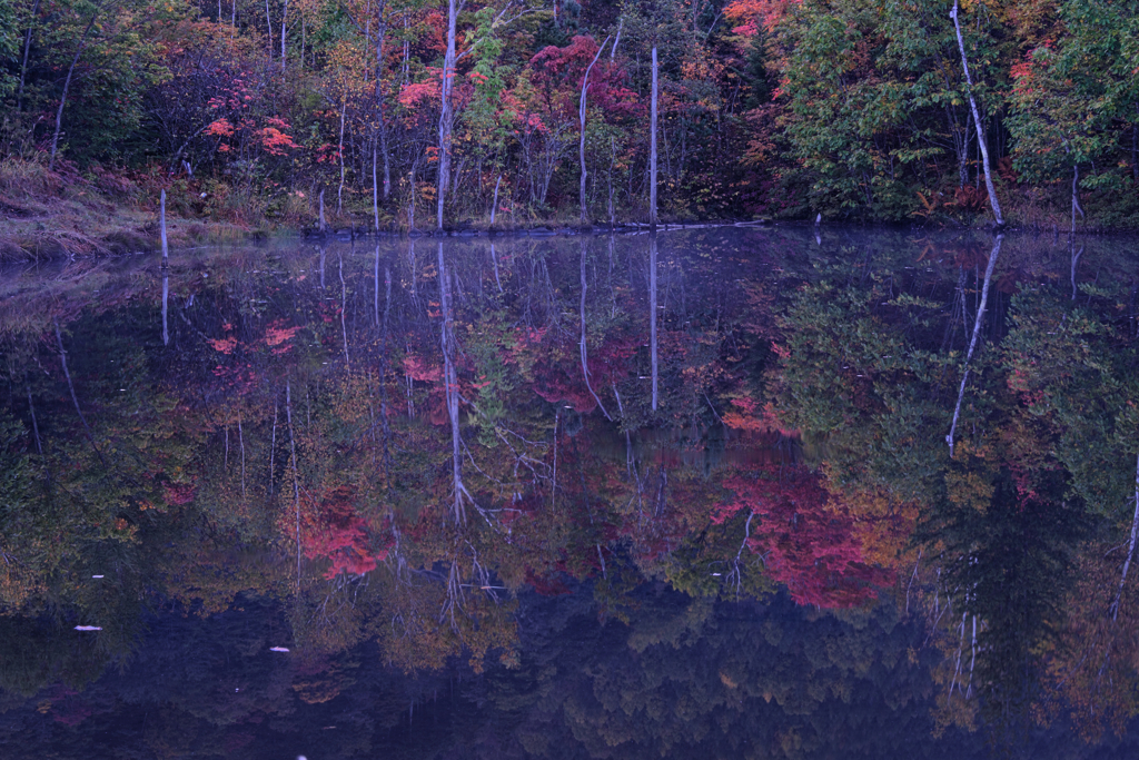 乗鞍高原で紅葉撮影＃７