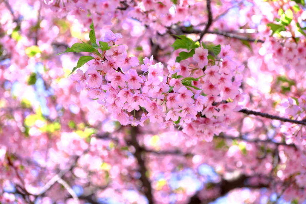 なばなの里・春真っ盛り＃９