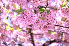 なばなの里・春真っ盛り＃９