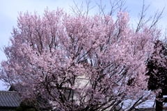 源空院の枝垂れサクラが見頃＃３