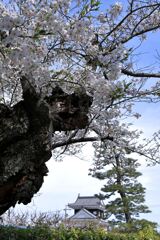 見頃の西尾歴史公園サクラ＃１０