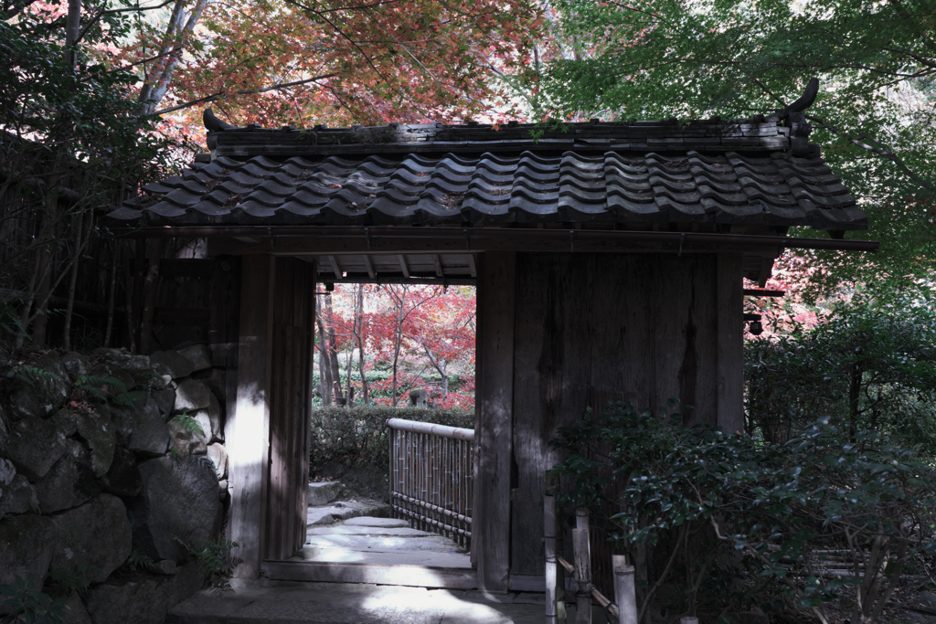 石の寺・教林坊の紅葉＃１