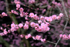 まだ見頃を迎えない梅の花たち#7