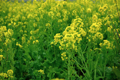 春を告げる花・菜の花＃１