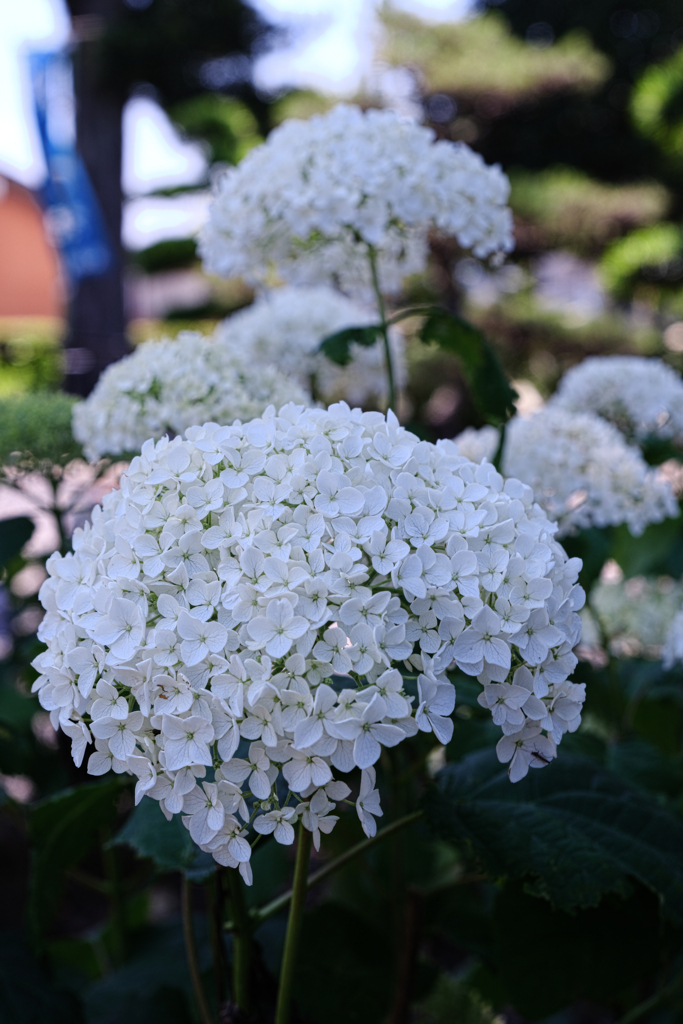 隣街の小さなお寺の紫陽花＃８