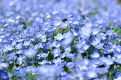 春を彩るネモフィラ#3