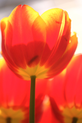 春はウキウキ花の季節＃６