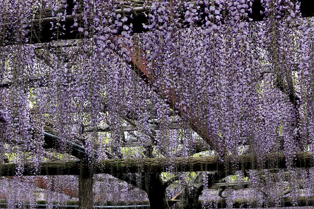 津島市・天王川の藤まつり＃１０