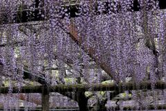 津島市・天王川の藤まつり＃１０