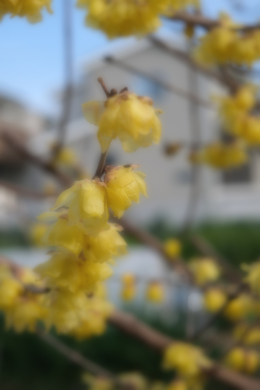 町内にある畑のロウバイが見頃＃６