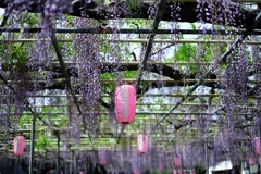 ローカルでも歴史のある藤園＃６