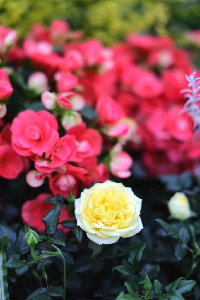 温室内は春真っ盛り＃２