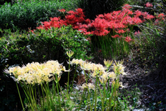 久し振りにJERAパークへ#4