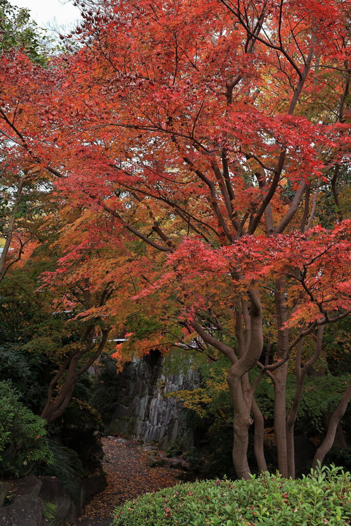 今シーズンラストの紅葉撮影＃４