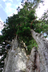 根羽村の『月瀬の大杉』#6