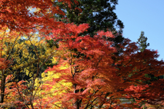 見頃の大井平公園紅葉#8