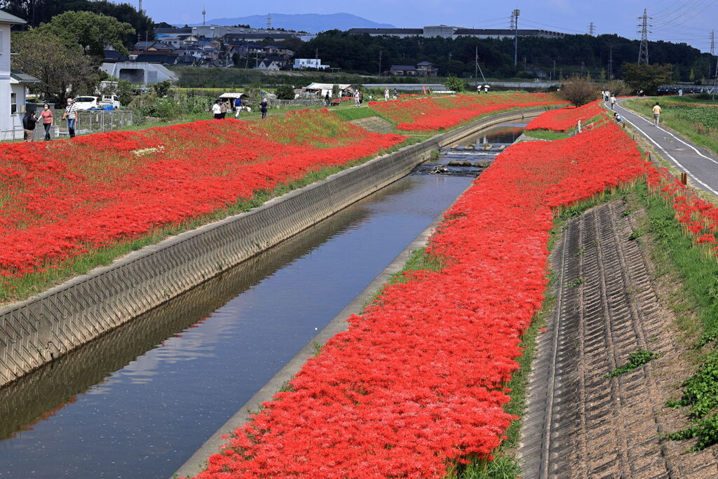逢妻女川の彼岸花＃１０