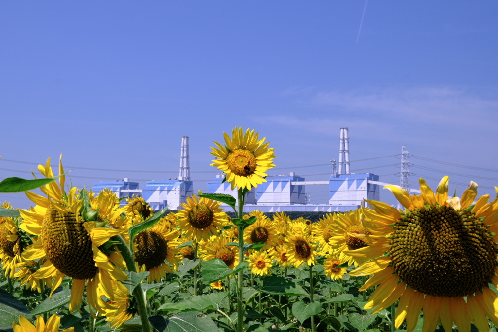 青空の下でヒマワリが見頃＃５