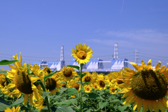 青空の下でヒマワリが見頃＃５
