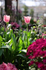 温室内は春真っ盛り＃１