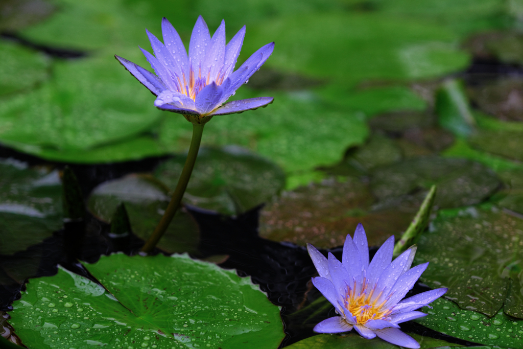 あおいパーク・スイレン見頃＃２