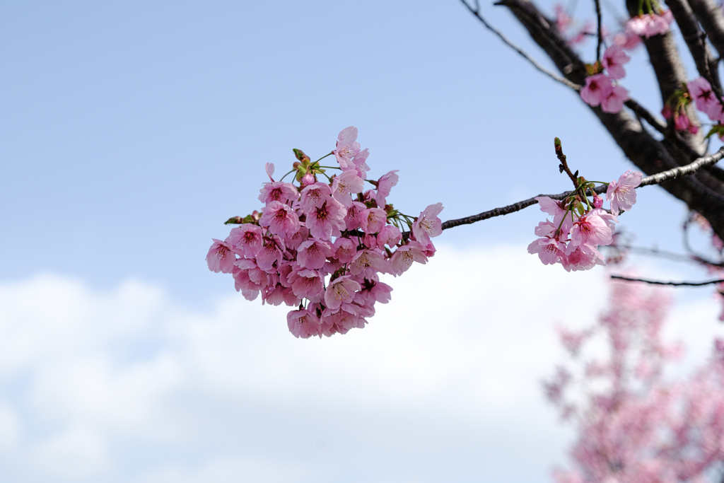 見頃の陽光桜並木道＃７