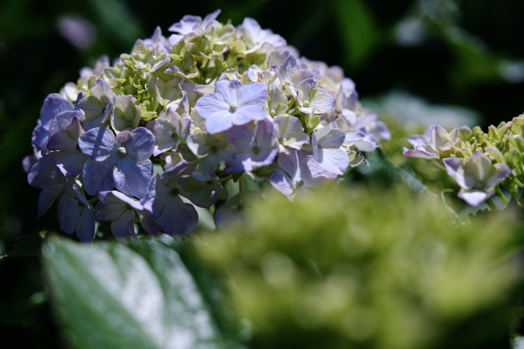 隣街の小さなお寺の紫陽花＃４