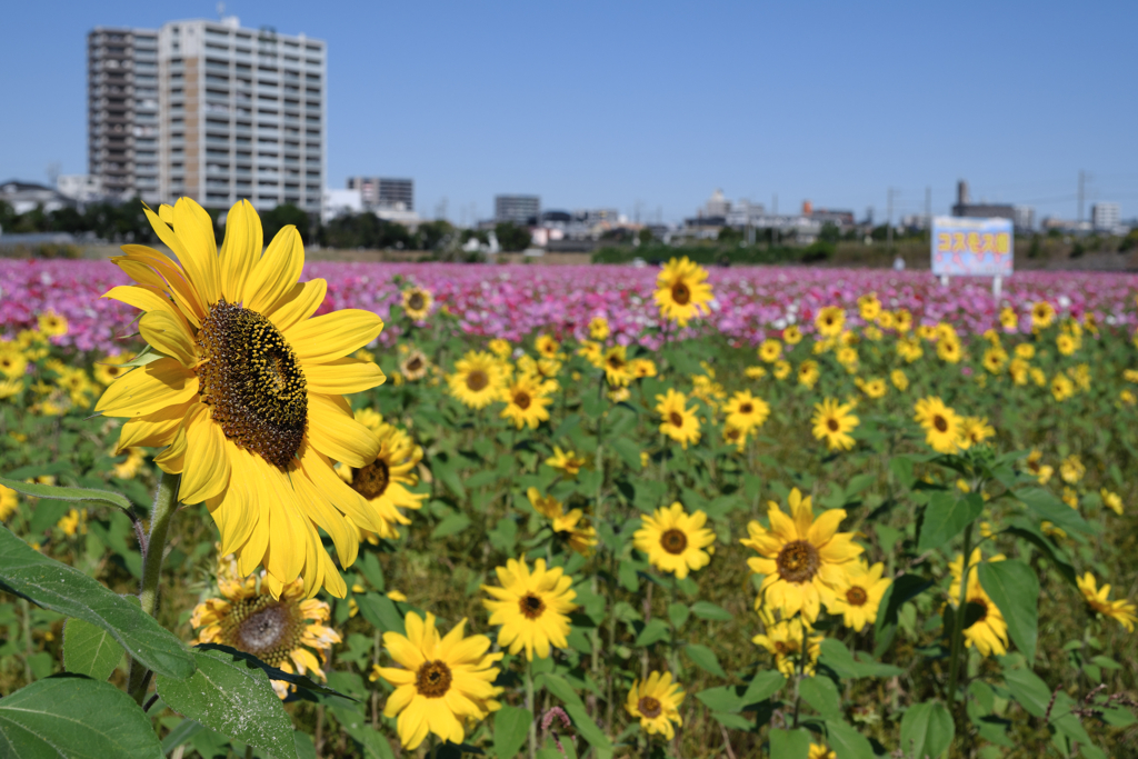 季節外れの向日葵とコスモスのコラボ＃１０
