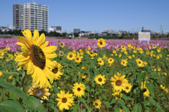 季節外れの向日葵とコスモスのコラボ＃１０