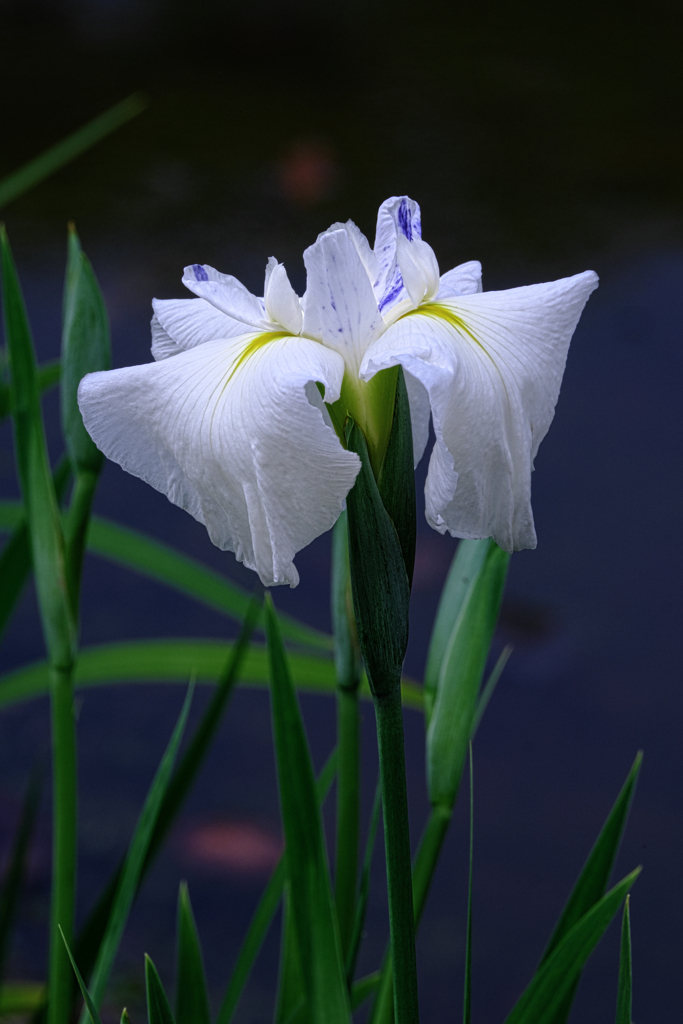 今年も逢いに菖蒲の花＃９