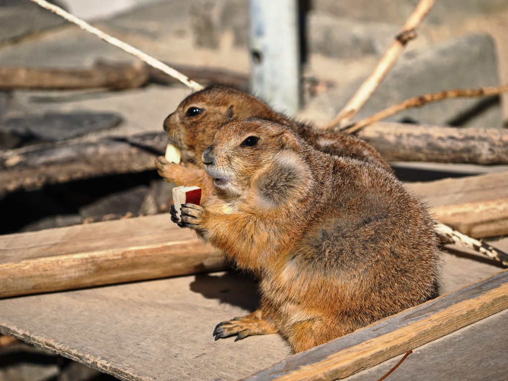 岡崎東公園の動物たち＃４