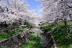 圧巻な水無瀬川のサクラ並木＃４