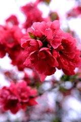 源空院の枝垂れサクラが見頃＃６