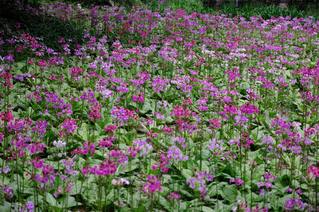 久し振りに会えたクリンソウ＃９