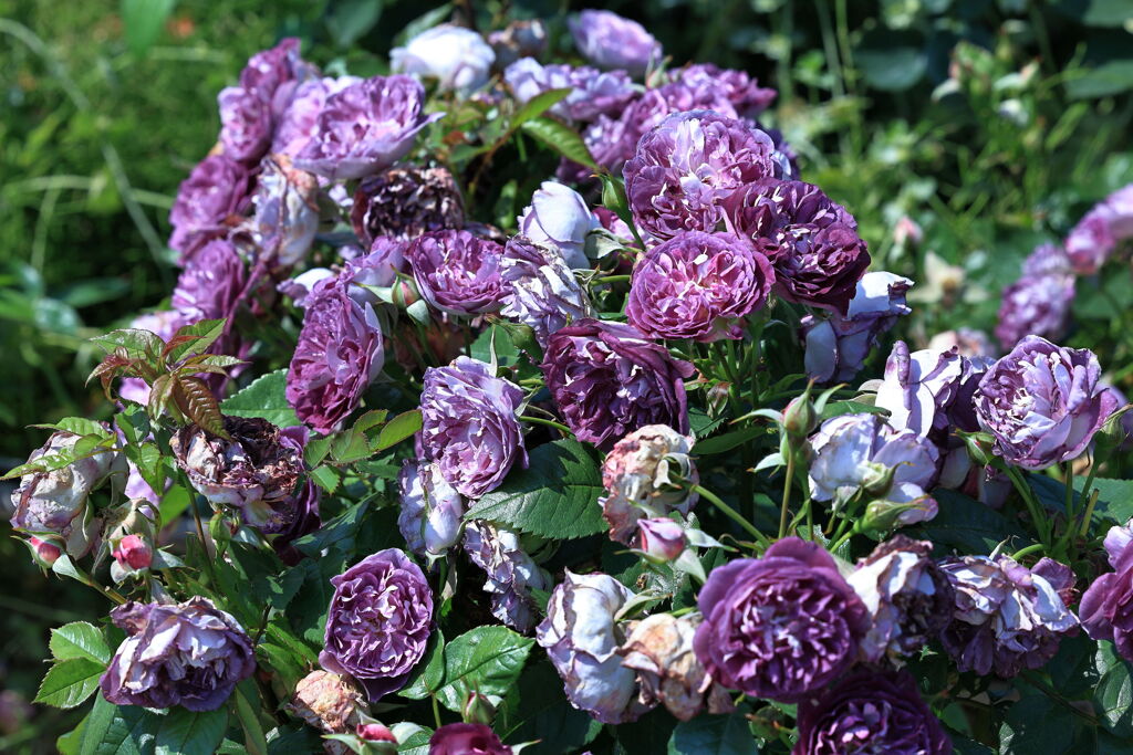 ミササガパーク薔薇が見頃＃９