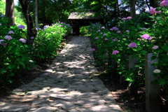 『本光寺』の紫陽花＃１